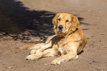 Beautiful big red labrador in a pink collar is a breed of dog smiling to their master and lies on the sand in sunny day