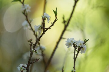 Beautiful Winter Flowers in the Garden. 