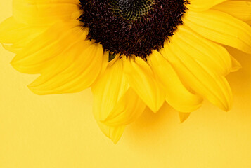 sunflower head on yellow background with copy space, minimal