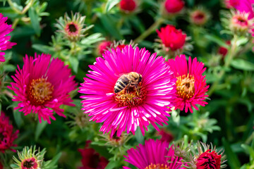 Beautiful wild flower winged bee on background foliage meadow