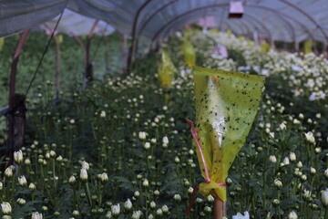 Insect shield in the greenhouse. Closeup of sticky insect glue trap applied on yellow plastic bag over organic white chrysanthemums on floor of control greenhouse with copy space and selective focus