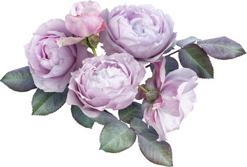 Bouquet of soft lilac roses isolated on a transparent background. Png file.  Floral arrangement. ....