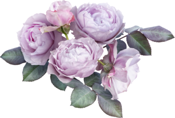 Bouquet of soft lilac roses isolated on a transparent background. Png file.  Floral arrangement. . Can be used for invitations, greeting, wedding card.