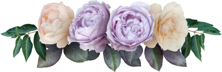 Bouquet of soft lilac and white roses isolated on a transparent background. Png file.  Line floral arrangement. . Can be used for invitations, greeting, wedding card.
