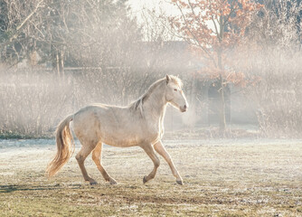 Obraz na płótnie Canvas Beautiful lusitano palomino horse running gallop at foggy nature background