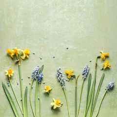 Springtime background with yellow daffodils and blue wild hyacinths flowers on green background....
