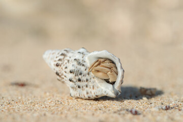 A shell on a beach occupied with a hermit crab (Paguroidea).
