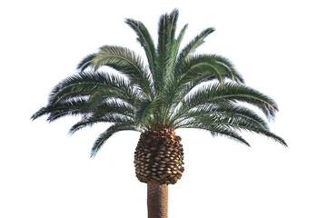 palm tree isolated on white