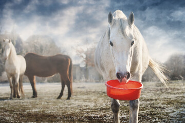 White horse holding empty red feed bowl at pasture background with blue dramatic sky