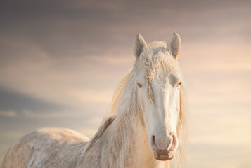 Beautiful palomino horse portrait at  sunrise sky background