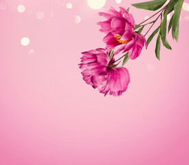 Floral border with lovely peonies flowers at pink background with bokeh