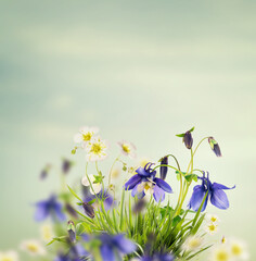 Beautiful springtime or summer nature background with pretty  blue and white flowers bunch in grass