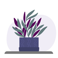 Tradescantia in violet pot. Tropical plant indoor.