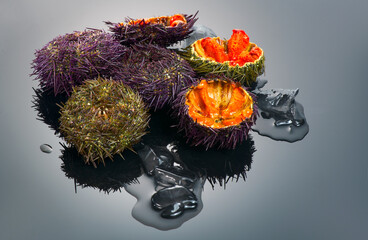 Sea Urchin rotating over black background, close-up. Fresh spiny sea urchins with ice delicatessen...