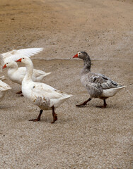 close-up of the geese feeding in the pond in the village, the way the geese are fed,