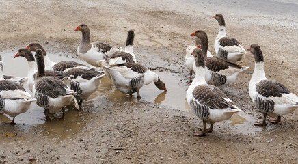 close-up of the geese feeding in the pond in the village, the way the geese are fed,