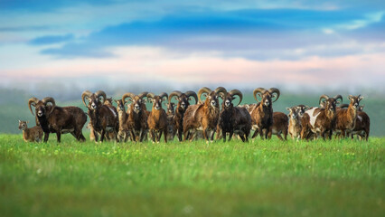 Mouflon herd on pasture