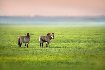 Przewalski's horses in meadow