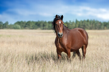 Horse outdoor on pasture