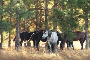 Horses rest in shadow
