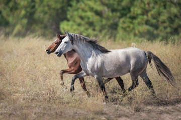Fototapeta na wymiar Mare run with foal