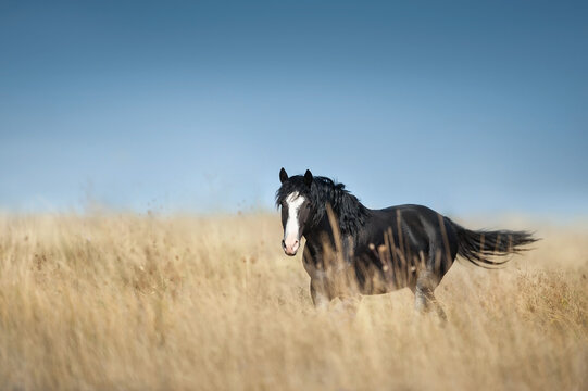 horse in the field