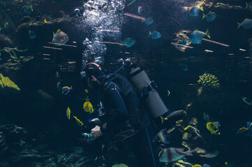 Scuba diver feeds sea fish in water of aquarium