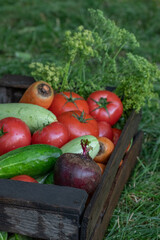 Organic vegetables with drops of water on the farm, farming concept. Growing organic products. Harvesting. Fresh crops, tomatoes harvest, carrot, potato, cucumbers, garlic in box outdoors