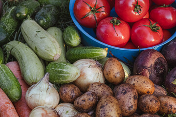 Organic vegetables on green grass on the farm. Growing organic products. Harvesting. Farming concept. Fresh crops, tomatoes harvest, carrot, potato, cucumbers, outdoors
