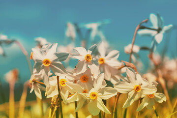Flowers background. Blooming wild Narcissus plant. Floral spring nature background