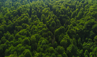 Green forest landscape. Aerial view over a beautiful virgin forest in a sunny day. Nature landscape.