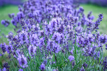 Row of sensual violet lavender flowers in lavender field in Lithuania