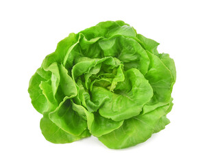 Green butterhead lettuce isolated on transparent background. PNG