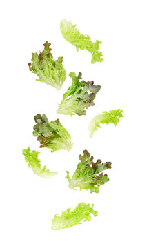 Fresh salad red green lettuce leaves falling in the air isolated on transparent background. PNG