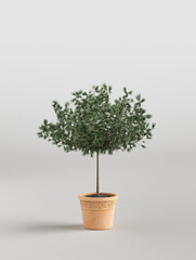 Fototapeta na wymiar Single house plant in white studio. Isolated decotrative potted plant. 3d rendering