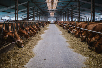 Jersey cows in a farm