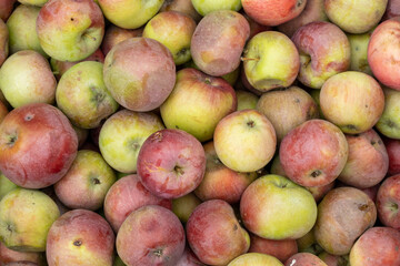 Fresh apples harvest. Natural apples background, close-up