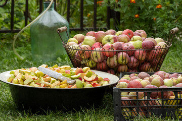 Cutting a lot of apples into pieces in the garden. Fresh red apple harvest. Cutting and preparing a fresh apple for eating. Cut fruits for jam cider or juice outdoors