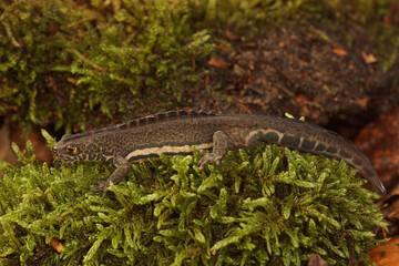 Detailed closeup on the head of a male Northern banded newt ,Ommatotriton ophryticus