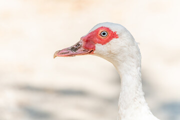 Portrait of a white duck with blue eyes on a farm.