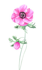 Pink watercolor anemone with bud isolated on transparent background, PNG	
