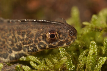 Detailed closeup on the head of a male Northern banded newt ,Ommatotriton ophryticus