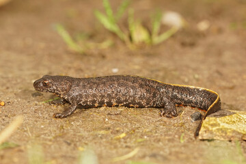 Closeup of a terrestrial Balkan crested newt, Triturus ivanbureschi sitting on the ground