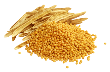 Fresh golden mustard with empty pods