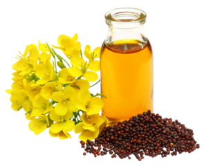 Mustard seeds oil and cake
