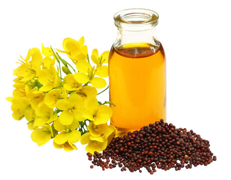 Mustard seeds oil and cake