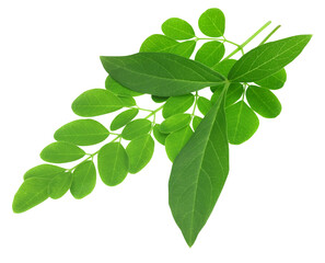 Fototapeta na wymiar Medicinal vitex negundo with moringa leaves