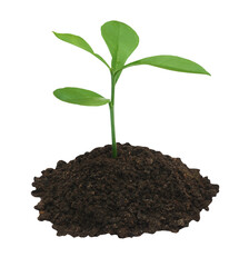 Plant in fertile soil