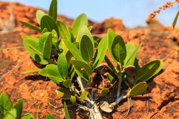 Green plants on the red rock on Waterberg Plateau National Park, Namibia, Africa.