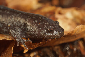 Close-up shot of a juvenile Mole salamander, Ambystoma talpoideum, on a leaf